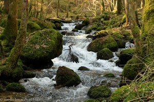 Gumpen und Kolke im Höllbach