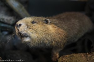 Biber in der Ausstellung im Haus der Natur