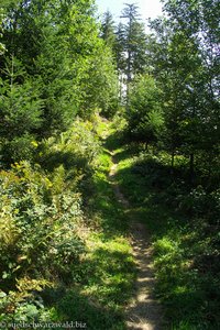 weiter geht es über schmale Waldwege