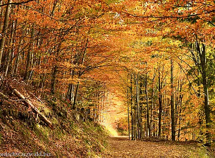 Herbstidylle auf dem Yacher Höhenweg