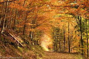 Herbstidylle am Yacher Höhenweg