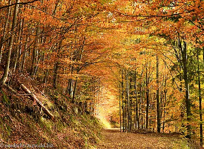 Herbstidylle auf dem Yacher Höhenweg