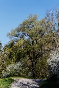 Wanderung von den Wutachflühen nach Achdorf