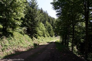 wenig reizvoller Waldweg