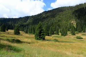 Hochmoor bei Menzenschwand