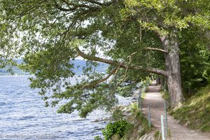 über den Seeweg hängende Bäume