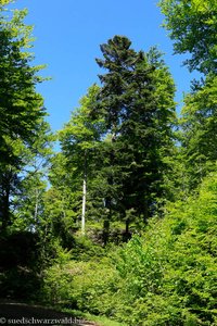 Westweg zwischen Bernau-Wacht und Blößling