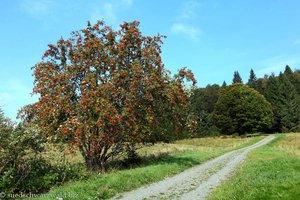 Sorbus am Wegesrand