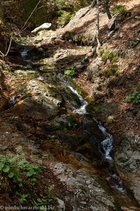 kleiner Bach im Seebuckwald