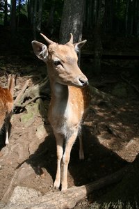 Sika