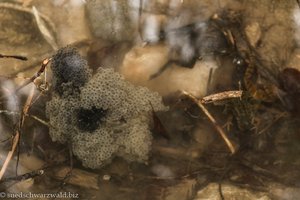 Froschlaich