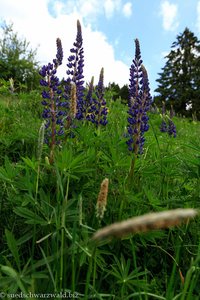 Lupine im Blasiwald