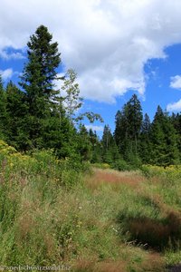 herrliche Natur beim Windgfällweiher