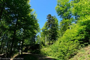 Wanderweg von Bernau-Wacht auf den Blößling