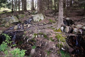 Wasser und Wald im Bernauer Hochtal