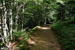 ein Waldweg wie ein Tunnel