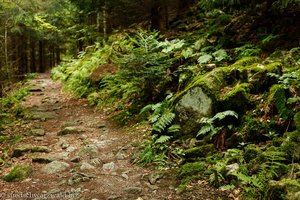 Waldweg zwischen Hinterheubronn und der Kälbelescheuer