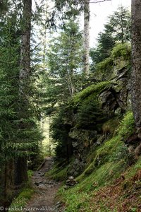 Naturlehrpfad am Feldberg