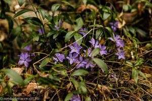 Kleines Immergrün (Vinca minor)