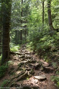 Aufstieg vom Huzenbacher See durch den Bannwald