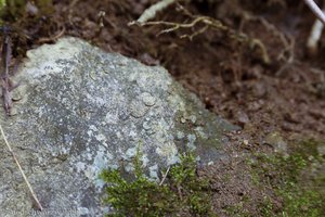 Hexengeld oder auch Wichtelpfennige