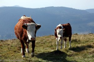 Hinterwälder Rinder auf dem Belchen