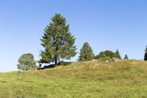 Landschaft am Ibacher Panoramaweg