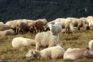 Schafe und Ziegen am Belchen