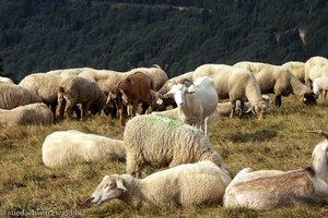 Schafe und Ziegen am Belchen