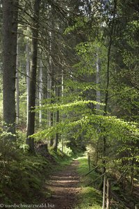 Wanderweg von Rothaus an die Mettma