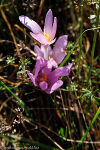 Herbstzeitlose (Colchicum autumnale)