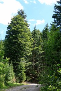 Wanderweg beim Windgfällweiher