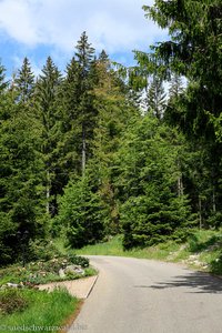 Wanderweg in Blasiwald-Sommerseite