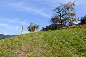 Der Wiesensteig zwischen Britschloch und Herbstwasen