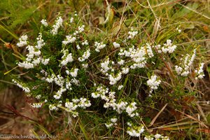 Grau-Heide (Erica cinerea)