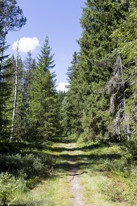 Genießerpfad im Bereich südlich Brendenkopf