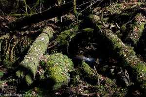 umgestürzte Bäume im Sägebach