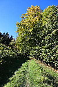 Wanderweg Lautenbacher Hexensteig