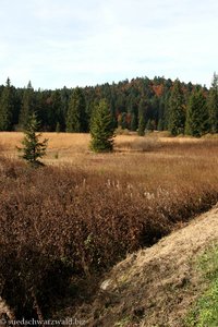 Moorlandschaft im Bereich der Schwarzen Säge