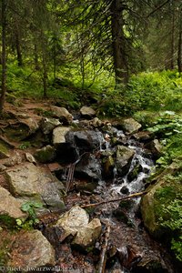 Quellbach der späteren Wutach