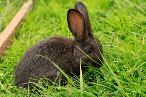 Kaninchen beim Unterkrummenhof