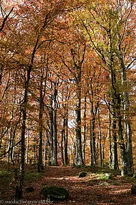 Säulenbuchenwald im Herbst