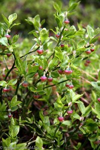 Heidelbeeren in der Blüte