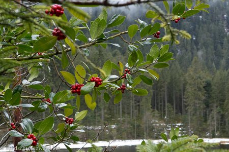 Beeren am Schurmsee