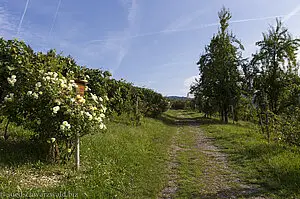 Obst und Weinreben am Brennersteig