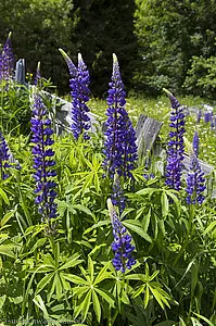 Lupine, auch Wolfsbohne oder Feigbohne