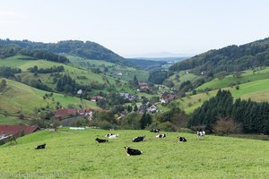 Rinderweide oberhalb von Brettental