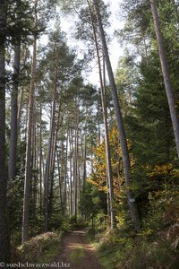 Waldweg auf dem Gutacher Tälersteig