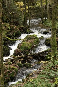 Gumpen und Minikaskaden im Seelbach