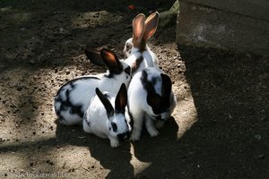 Mümmelmänner im Streichelzoo des Freizeitparks